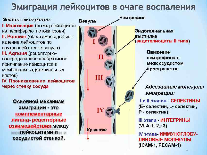 Этапы эмиграции:      Нейтрофил      