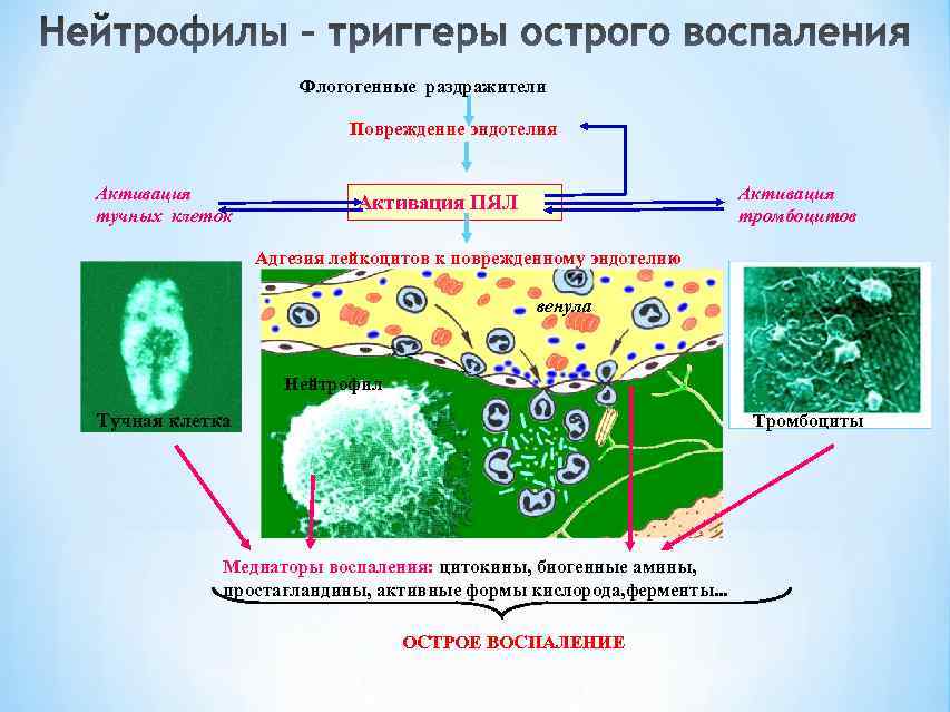     Флогогенные раздражители      Повреждение эндотелия 