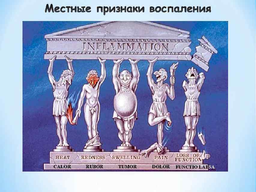 CALOR  RUBOR  TUMOR  DOLOR  FUNCTIO LAESA 