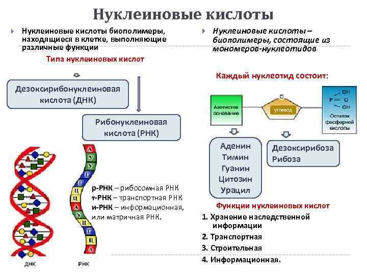      Нуклеиновые кислоты биополимеры,    Нуклеиновые кислоты –