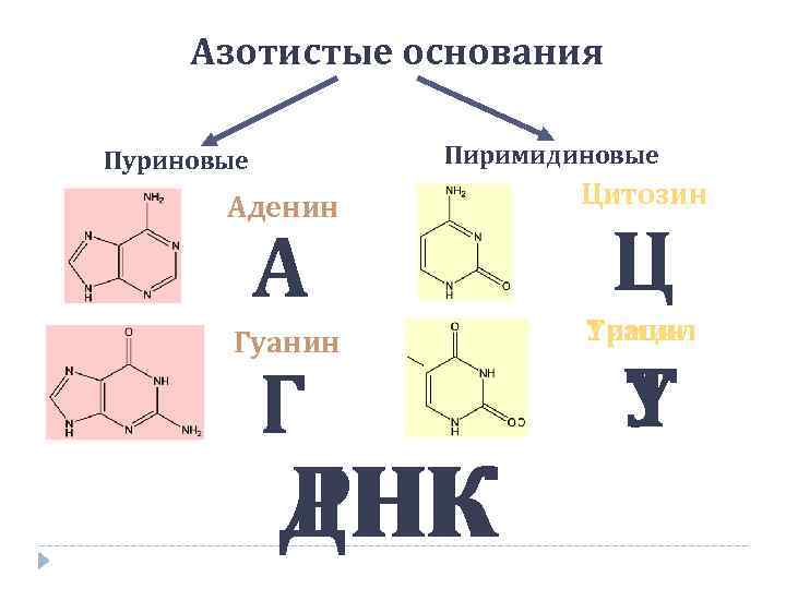  Азотистые основания Пуриновые  Пиримидиновые   Аденин  Цитозин   