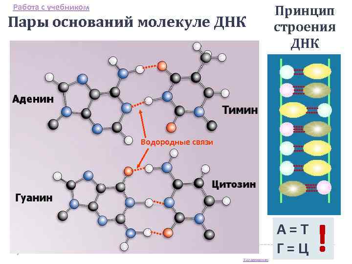 Работа с учебником     Принцип Пары оснований молекуле ДНК  