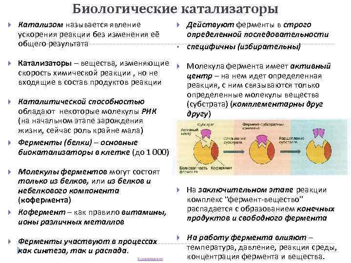    Биологические катализаторы Катализом называется явление    Действуют ферменты в