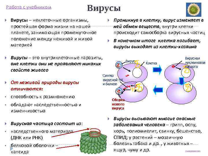   Работа с учебником   Вирусы – неклеточные организмы,   Проникнув