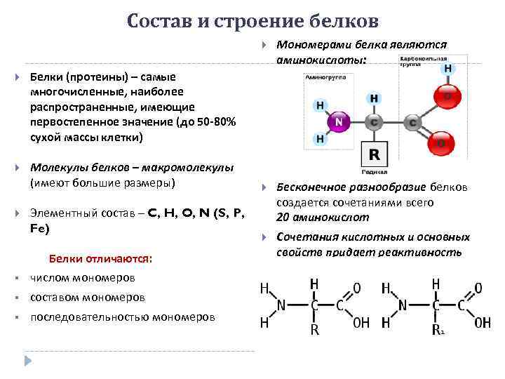     Состав и строение белков     Мономерами белка