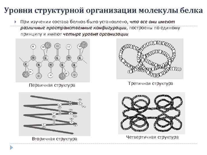 Уровни структурной организации молекулы белка  При изучении состава белков было установлено, что все