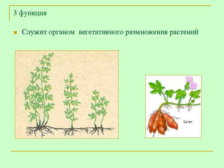 3 функция n  Служит органом вегетативного размножения растений 
