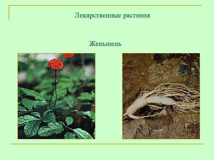 Лекарственные растения  Женьшень 