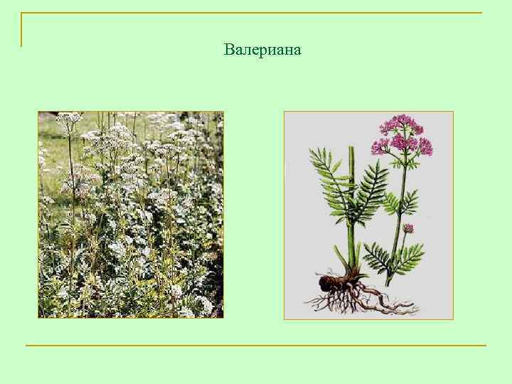  Валериана 