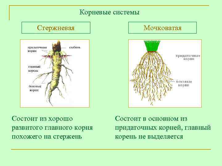     Корневые системы   Стержневая     Мочковатая