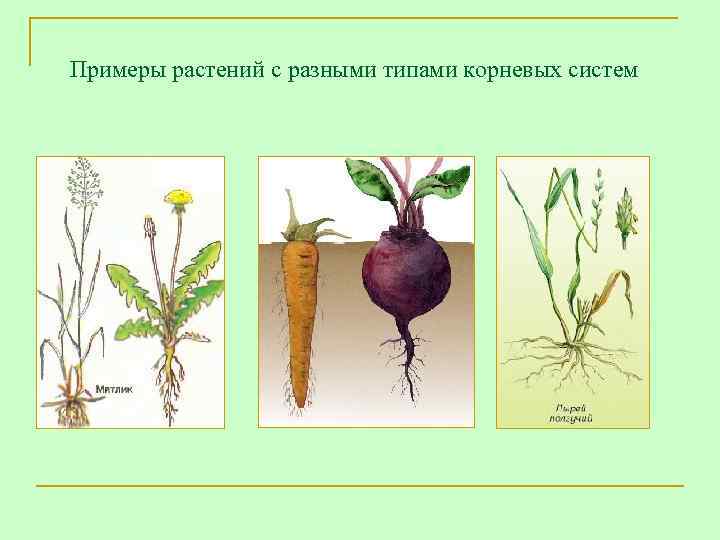Примеры про растения. Типы корневых систем 6 класс примеры. Растения с разными корневыми системами. Растения со стержневой корневой системой. Растения с стержневой корневой системой примеры.