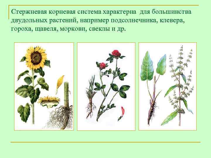 Стержневая корневая система характерна для большинства двудольных растений, например подсолнечника, клевера, гороха, щавеля, моркови,