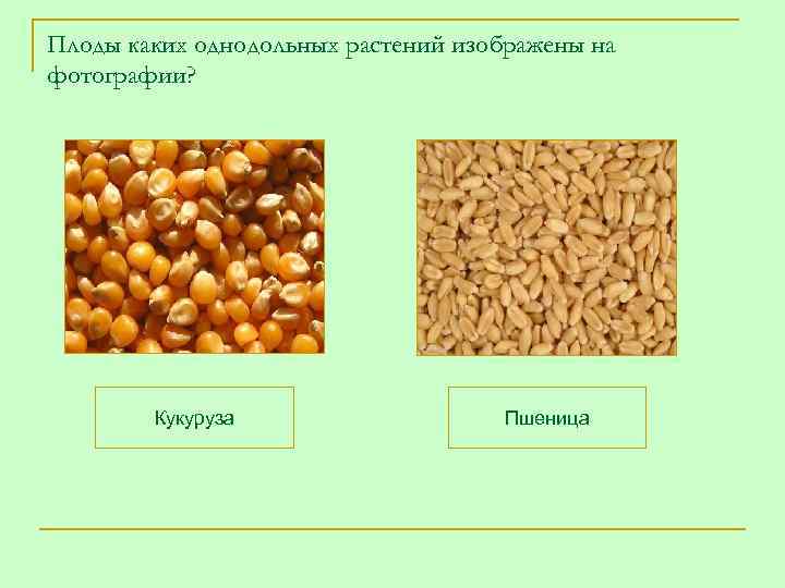 Плоды каких однодольных растений изображены на фотографии?   Кукуруза    