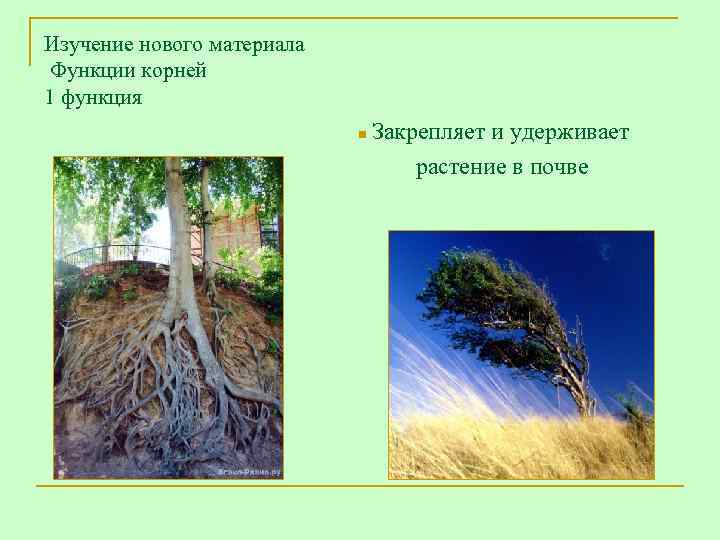 Изучение нового материала Функции корней 1 функция     n Закрепляет и