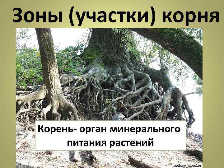 Зоны (участки) корня  Корень орган минерального   питания растений 