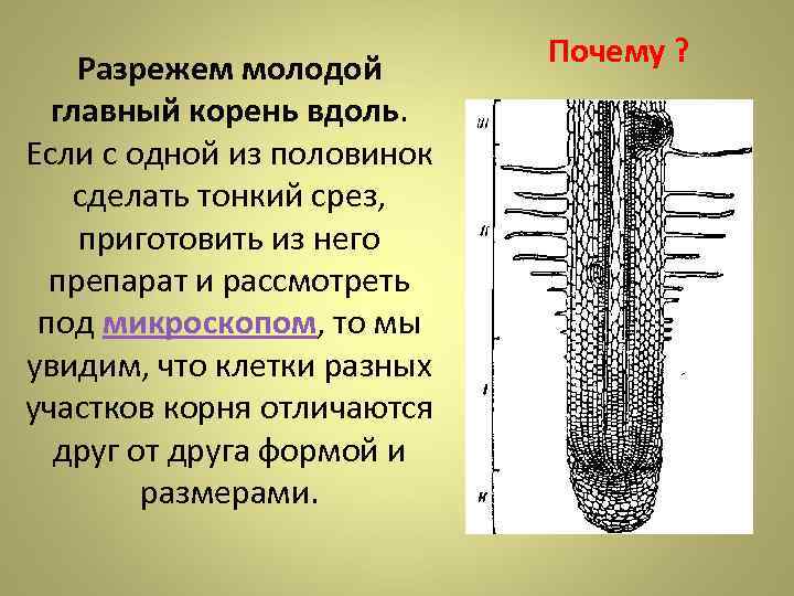     Разрежем молодой   Почему ? главный корень вдоль. 
