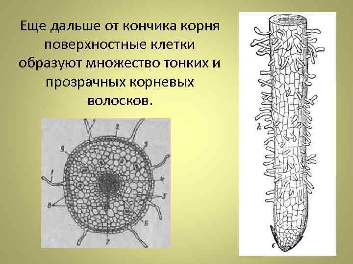 Еще дальше от кончика корня поверхностные клетки образуют множество тонких и прозрачных корневых 