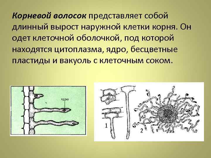 Корневой волосок представляет собой длинный вырост наружной клетки корня. Он одет клеточной оболочкой, под