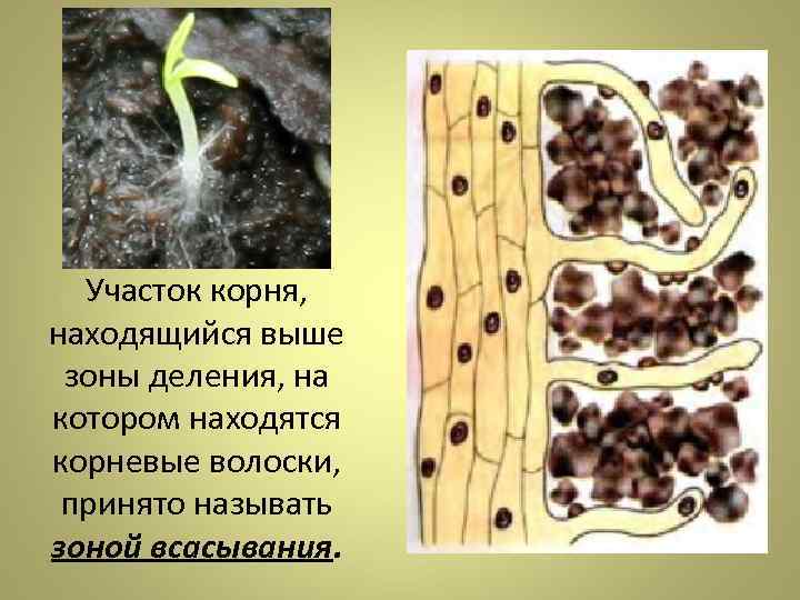  Участок корня,  находящийся выше  зоны деления, на котором находятся корневые волоски,