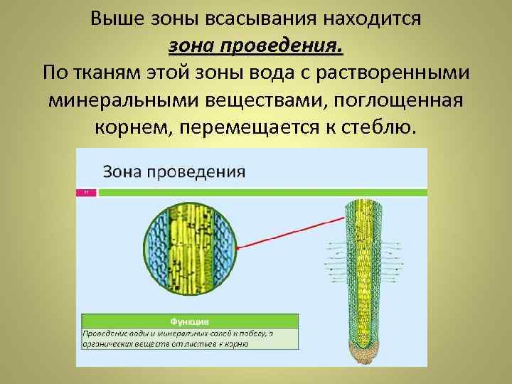  Выше зоны всасывания находится   зона проведения.  По тканям этой зоны