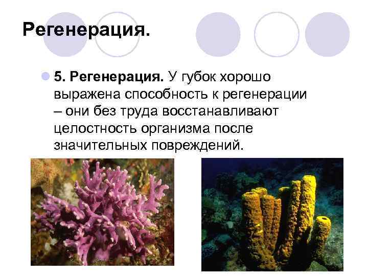 Регенерация.  l 5. Регенерация. У губок хорошо выражена способность к регенерации – они