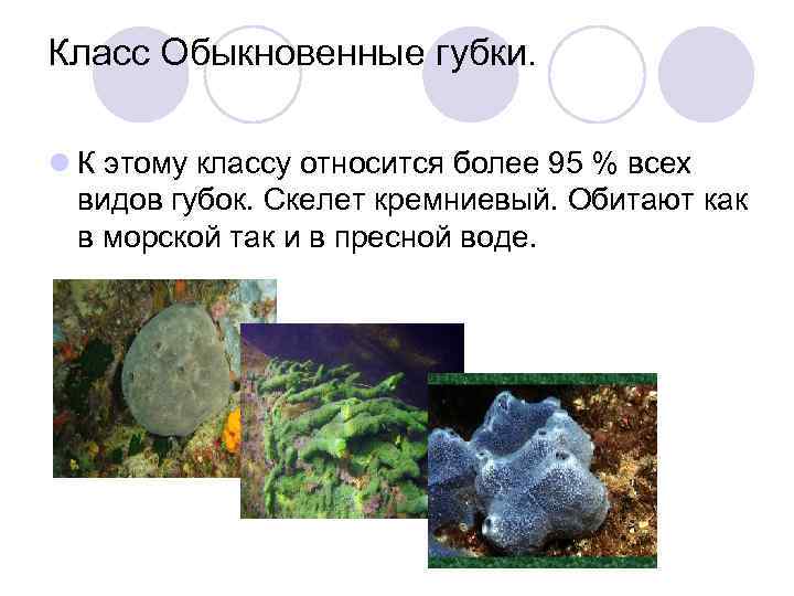 Класс Обыкновенные губки.  l К этому классу относится более 95 % всех 