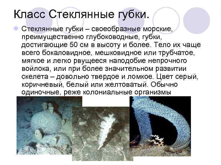 Класс Стеклянные губки.  l Стеклянные губки – своеобразные морские, преимущественно глубоководные, губки, достигающие