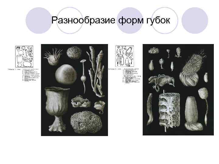 Разнообразие форм губок 