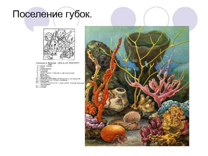 Поселение губок. 