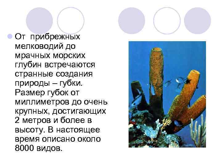 l От прибрежных  мелководий до  мрачных морских  глубин встречаются  странные