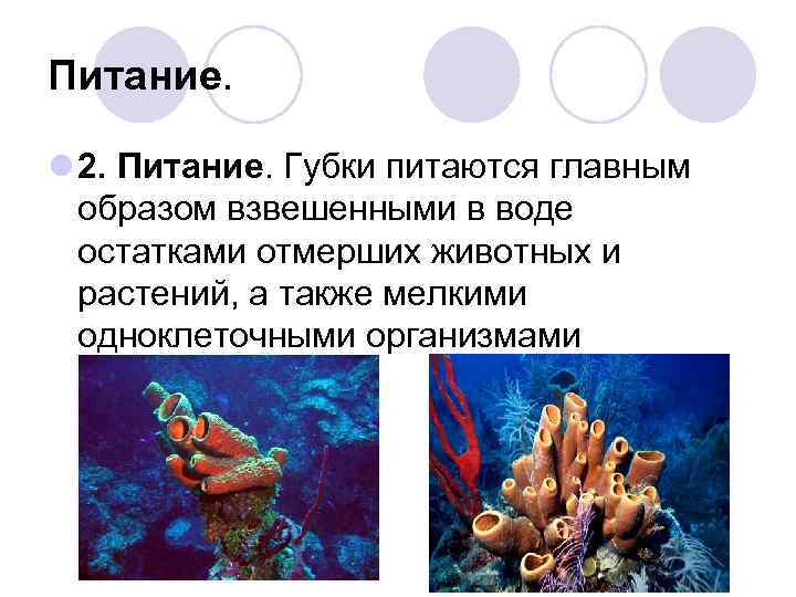 Питание.  l 2. Питание. Губки питаются главным  образом взвешенными в воде 