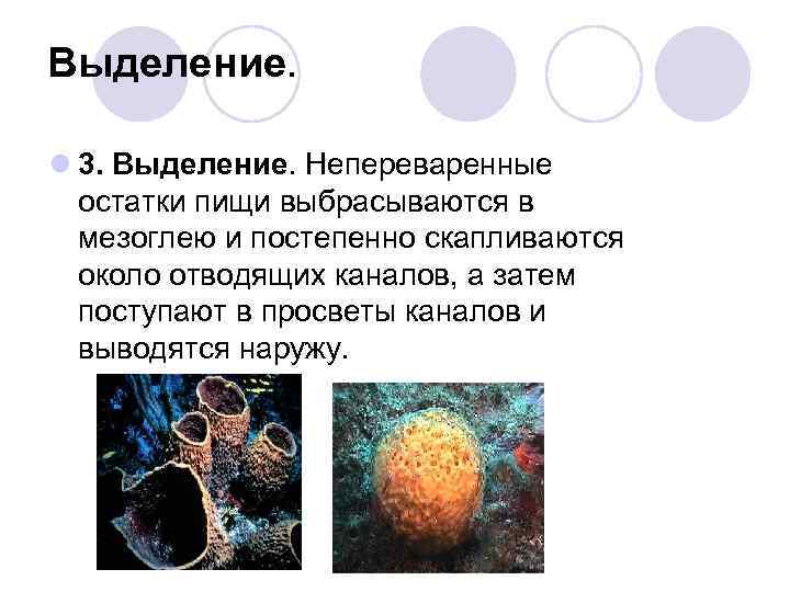 Выделение.  l 3. Выделение. Непереваренные  остатки пищи выбрасываются в  мезоглею и