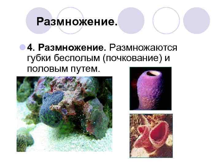   Размножение.  l 4. Размножение. Размножаются  губки бесполым (почкование) и 