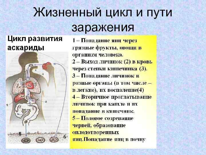 Жизненный цикл и пути заражения 