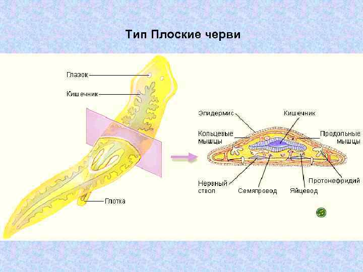 Тип Плоские черви 