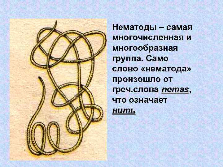 Нематоды – самая многочисленная и многообразная группа. Само слово «нематода» произошло от греч. слова