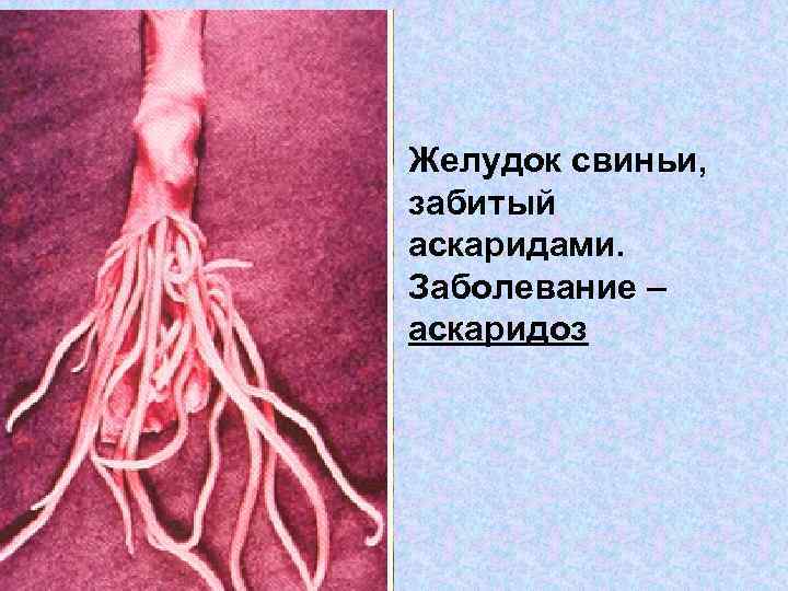Желудок свиньи, забитый аскаридами. Заболевание – аскаридоз 