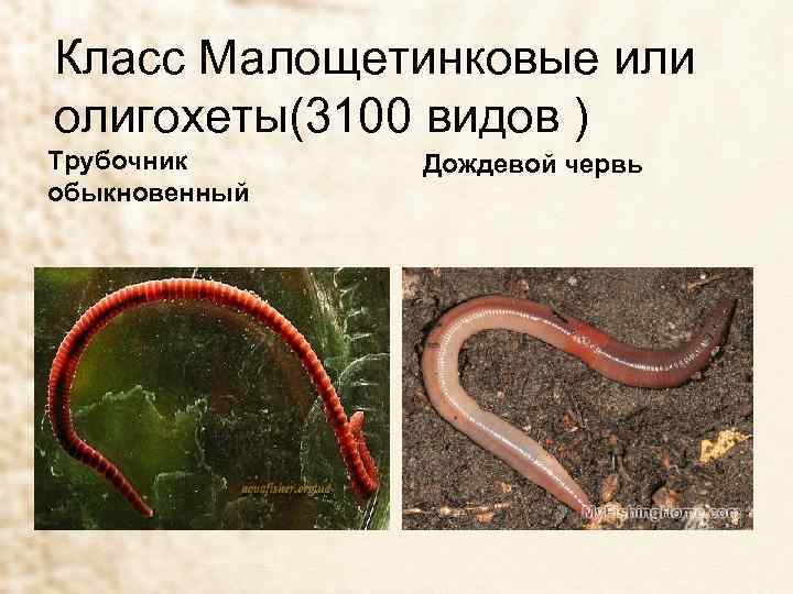 Класс Малощетинковые или олигохеты(3100 видов ) Трубочник Дождевой червь обыкновенный 