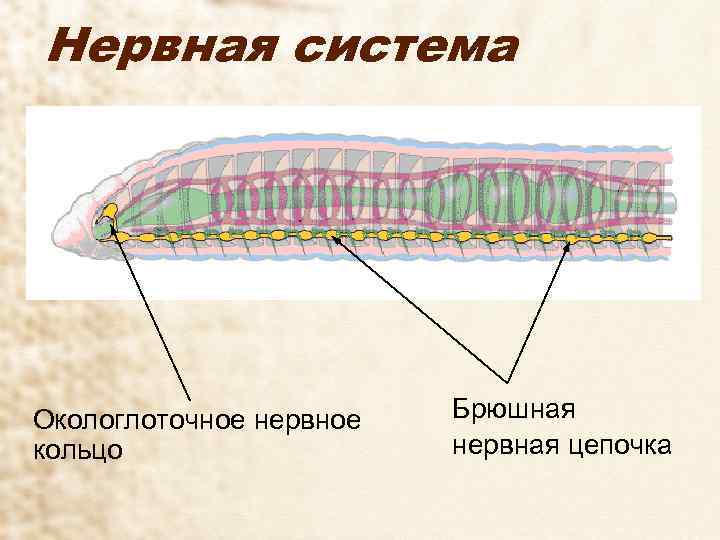 Нервная система Окологлоточное нервное  Брюшная кольцо    нервная цепочка 