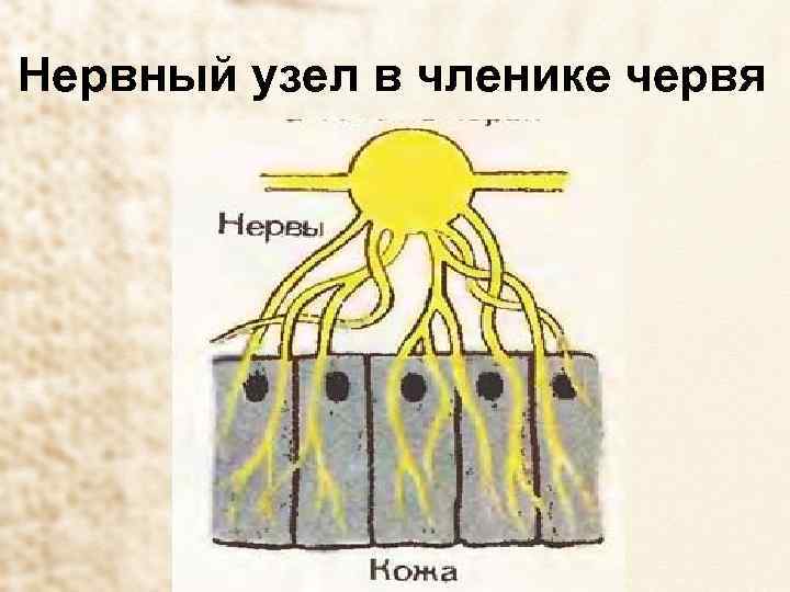 Нервный узел в членике червя 