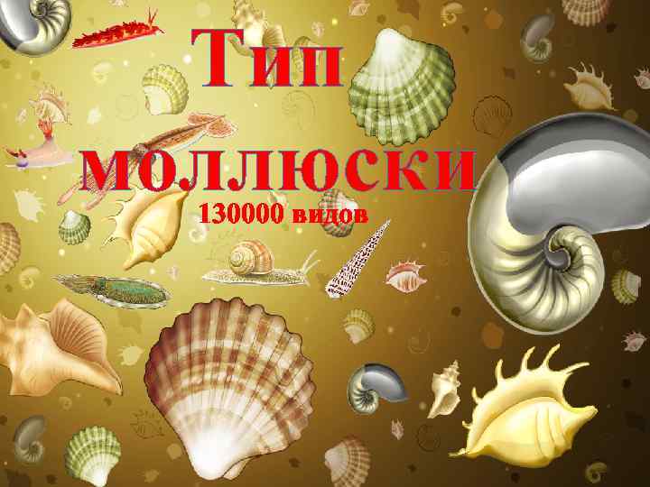  Тип моллюски  130000 видов 