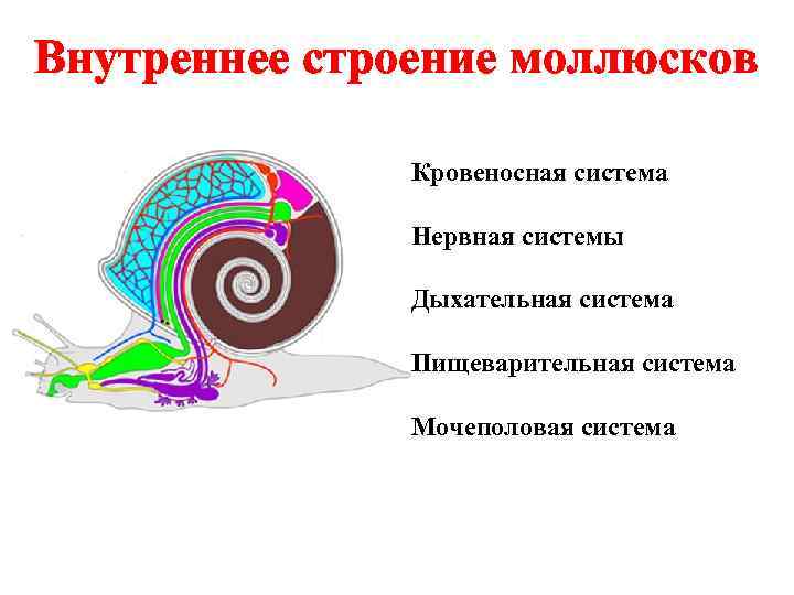 Внутреннее строение моллюсков   Кровеносная система   Нервная системы   Дыхательная