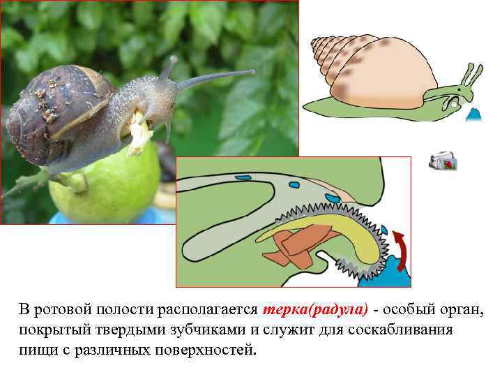 В ротовой полости располагается терка(радула) - особый орган, покрытый твердыми зубчиками и служит для