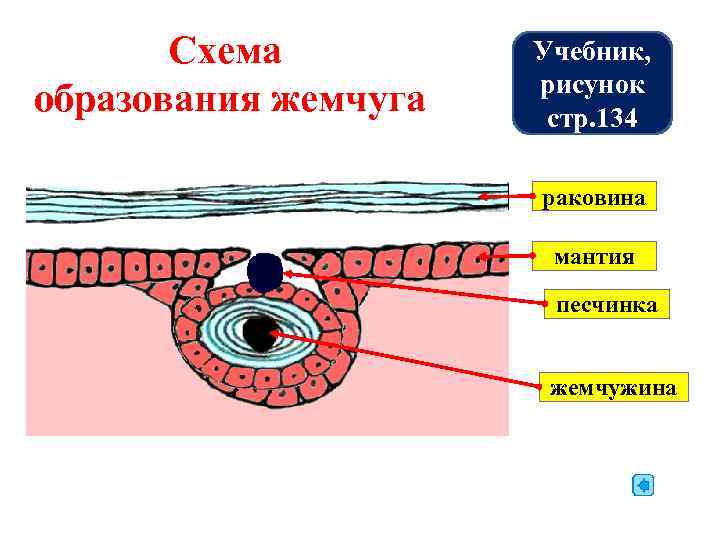   Схема   Учебник,    рисунок образования жемчуга  стр.