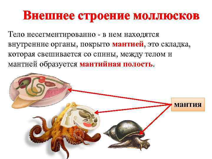   Внешнее строение моллюсков Тело несегментированно - в нем находятся внутренние органы, покрыто