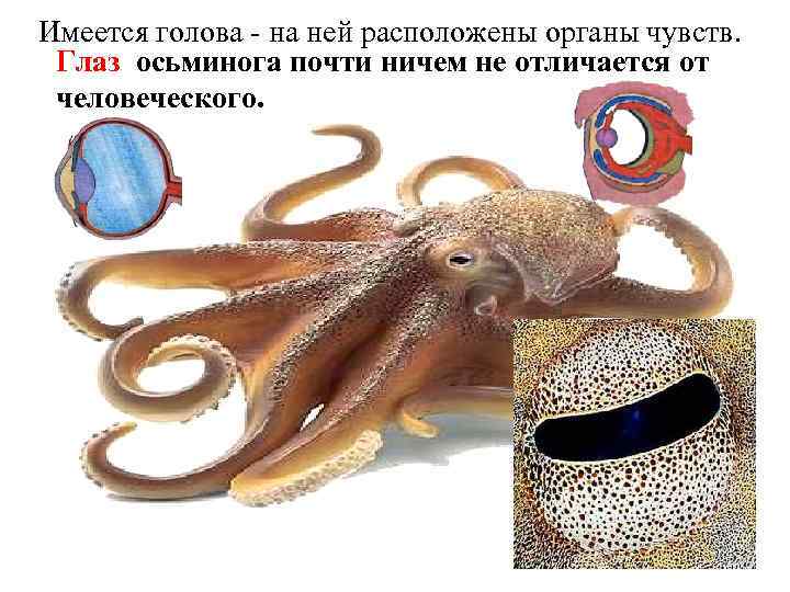 Имеется голова - на ней расположены органы чувств.  Глаз осьминога почти ничем не