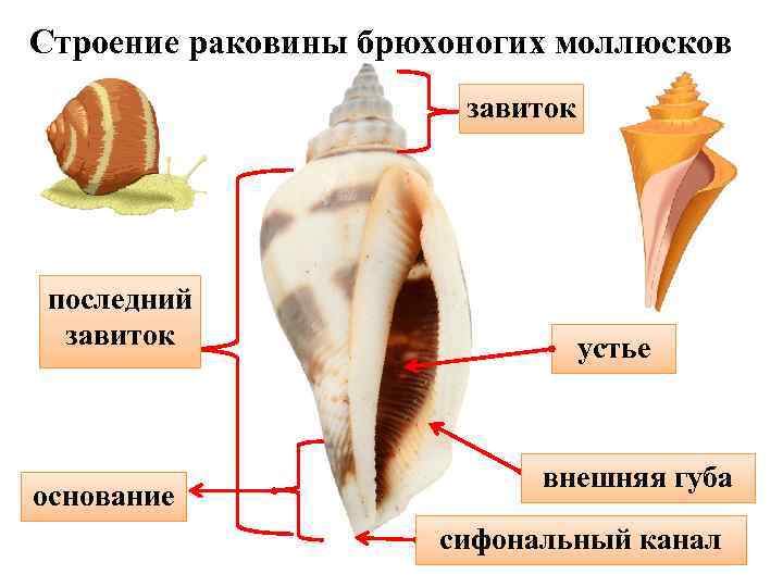 Строение раковины брюхоногих моллюсков    завиток последний завиток    