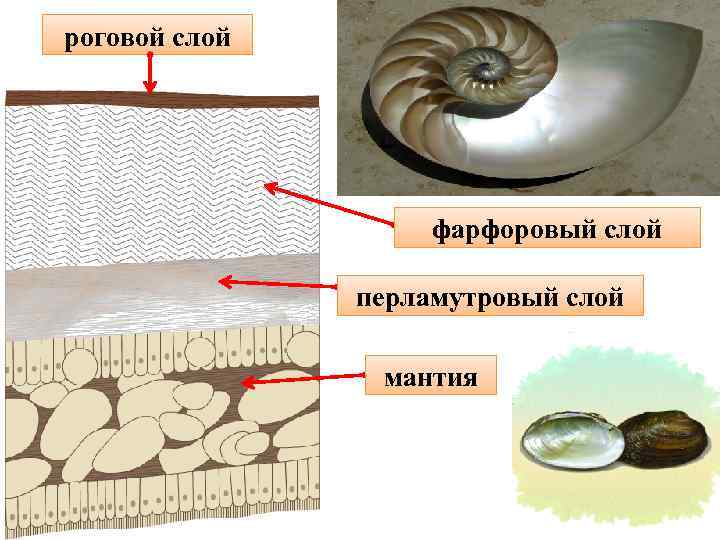 роговой слой     фарфоровый слой   перламутровый слой  