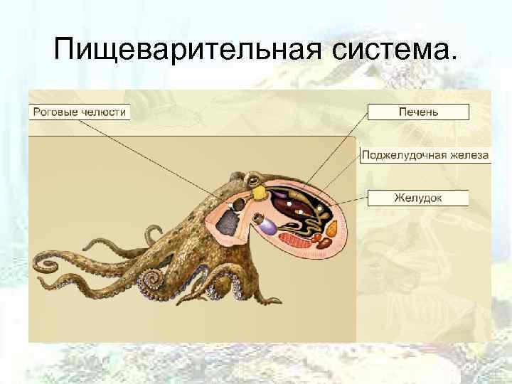Пищеварительная система. 