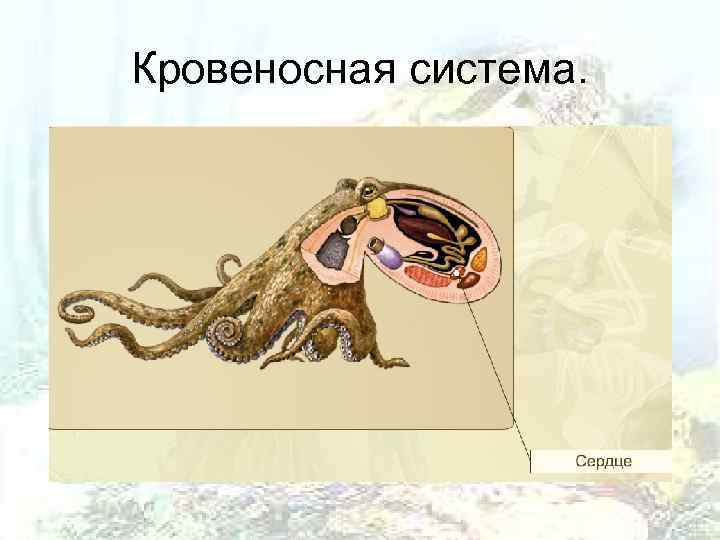 Кровеносная система. 